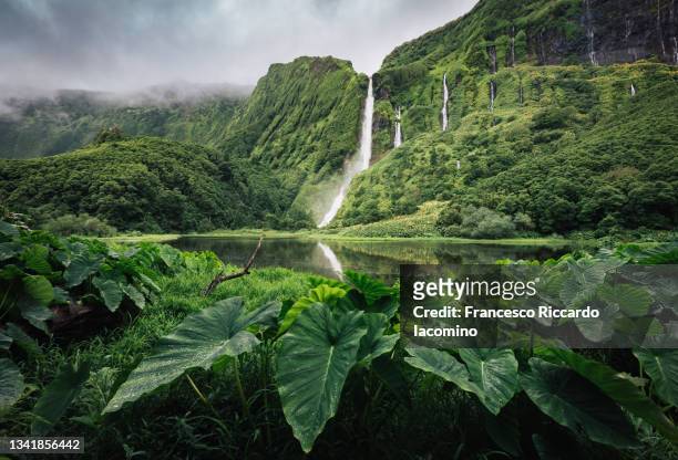 poco da ribeira do ferreiro waterfalls on flores island, azores. awesome forest and falls - tropical climate stock-fotos und bilder