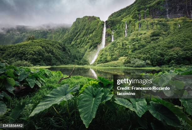 poco da ribeira do ferreiro waterfalls on flores island, azores. awesome forest and falls - jungle scene stockfoto's en -beelden