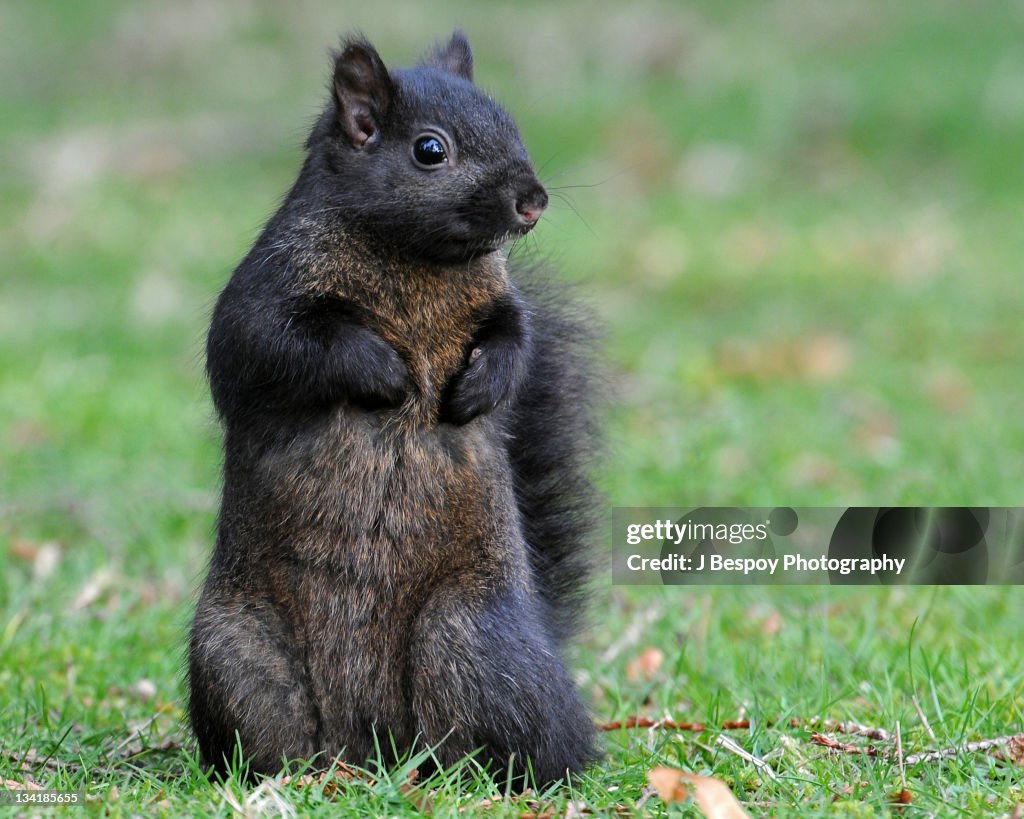 Black Squirrel standing