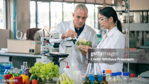 food quality control expert inspecting specimens of groceries in the laboratory - controle de qualidade imagens e fotografias de stock