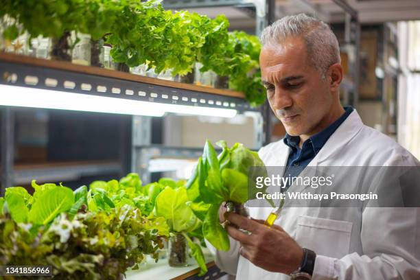 taiwanese sustainability researcher observing lettuce growth - botaniste photos et images de collection
