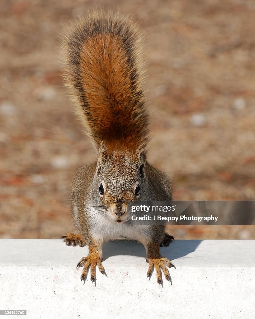 Red squirrel with perky bushy tail