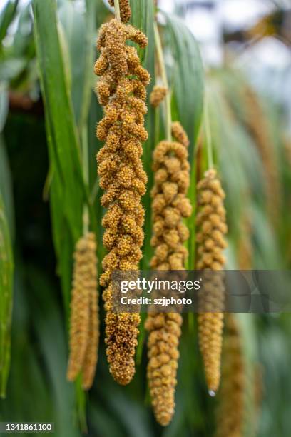 mature millet - millet stock pictures, royalty-free photos & images