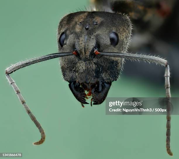Thuwa Insect 39 Hue Vietnam Stock Photos, High-Res Pictures, and Images - Getty Images
