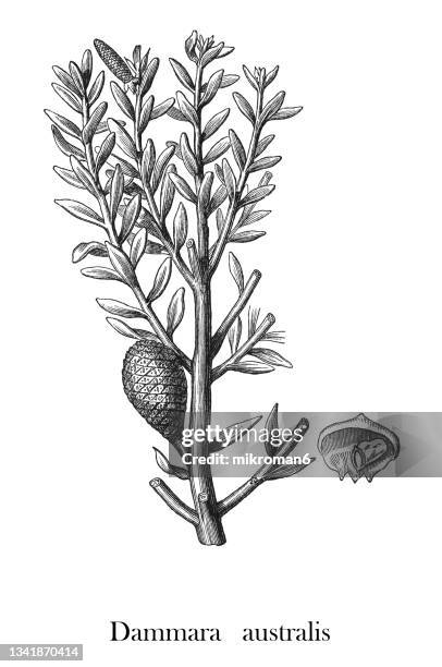 old engraved illustration of new zealand kauri tree (agathis australis) - kauri tree stock pictures, royalty-free photos & images