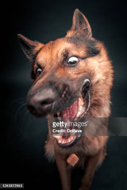面白いジャーマンシェパード犬、口を開いて食べ物をつかむ - open mouth food ストックフォトと画像