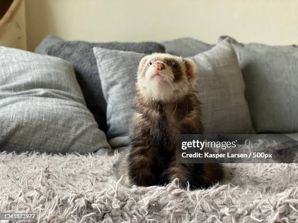 close-up of cat sitting on sofa at home - mustela putorius furo stock pictures, royalty-free photos & images
