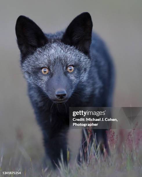 portrait of a black red fox kit. - black fox stock-fotos und bilder