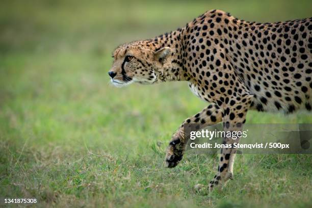 side view of cheetah walking on field,ngarengiro,kenya - laikipia ストックフォトと画像