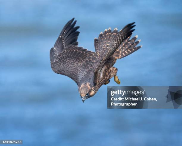 peregrine falcon dive - peregrine falcon stock-fotos und bilder
