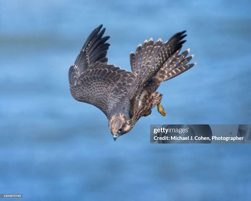 Peregrine Falcon Dive