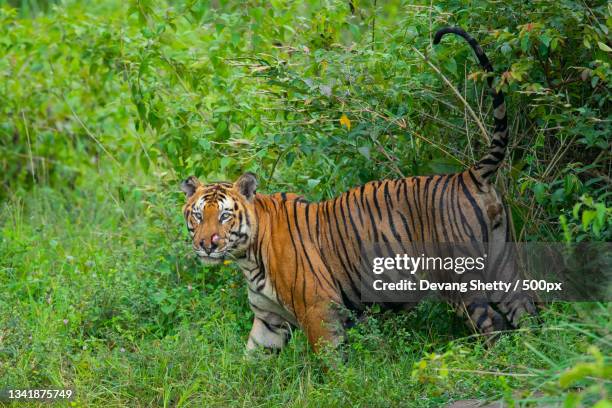 side view of tiger standing on grassy field,bandipur,karnataka,india - bandipur national park imagens e fotografias de stock