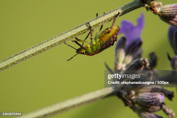 close-up of insect on plant,france - punaise stock pictures, royalty-free photos & images