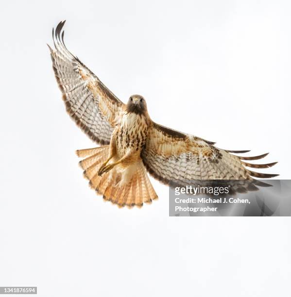 red-tailed hawk - hawks stock pictures, royalty-free photos & images