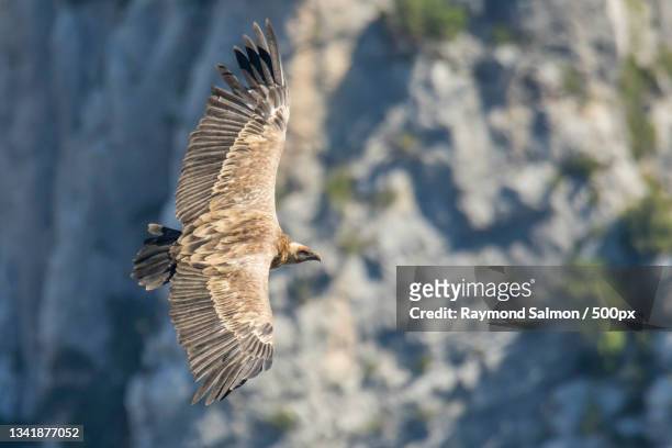 close-up of vulture of prey flying over mountain,gorges du verdon,france - gorges du verdon fotografías e imágenes de stock