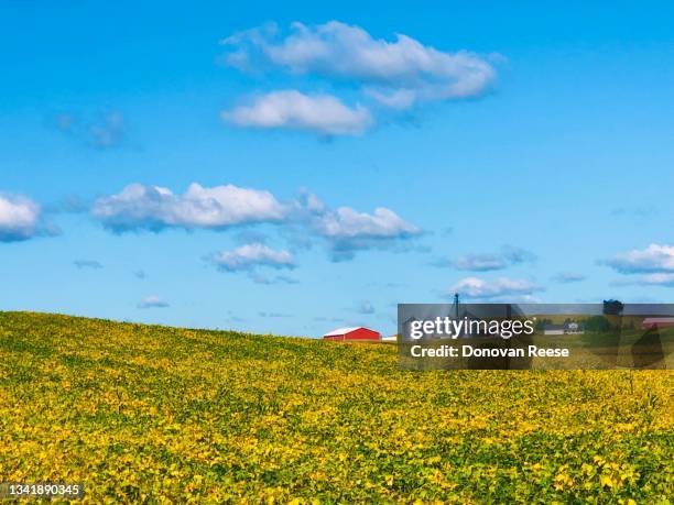 minnesota farm scene. agriculture - red barn corn field stock pictures, royalty-free photos & images