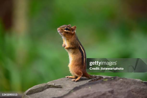 chipmunk on stonewall - chipmunk stock pictures, royalty-free photos & images