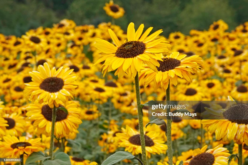 Field Of Sunflowers