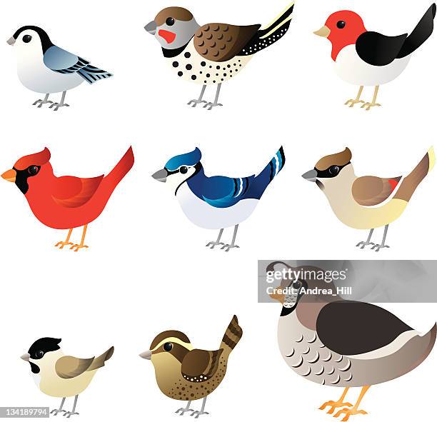 winter birds commonly found in north america - quail bird stock illustrations
