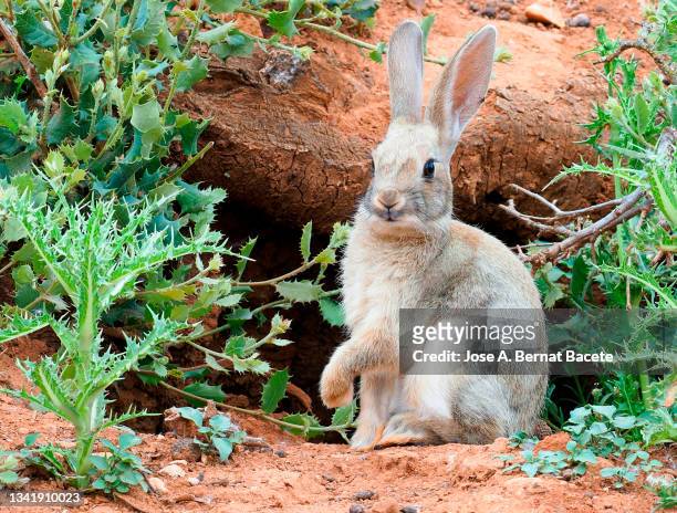 small white rabbit next to its burrow with its paw raised in the fiel. - rabbit burrow stock-fotos und bilder