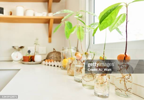 avocado pits sprouting seedlings growing on a kitchen counter - windowsill copy space stock pictures, royalty-free photos & images