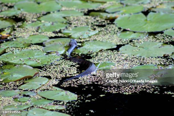 what lies beneath - water snake stock pictures, royalty-free photos & images