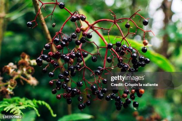 elderberries, october - elderberry stock pictures, royalty-free photos & images