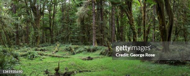 The Quinault Rain Forest of Sitka spruce, Douglas fir, big maple, and red cedar trees, is viewed from the Maple Glade Loop Trail on September 12 near...