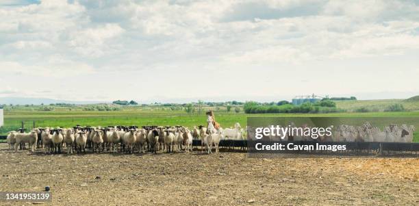 herd of sheep, goats and llama, ralston, wyoming, usa - wolf sheep stock pictures, royalty-free photos & images