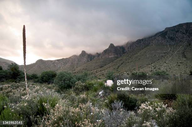 a camper looks into the sky at the onset of a possible storm in guadalupe national park. - guadalupe mountains national park stock pictures, royalty-free photos & images