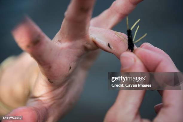 Fly Angler Insect Anglerfish Female Photos and Premium High Res Pictures - Getty Images