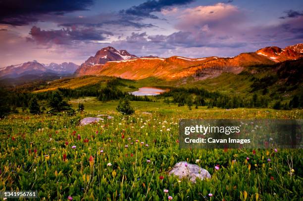 field of wild flowers and mountain valley.  banff national park, canada. - rocky mountains stock pictures, royalty-free photos & images