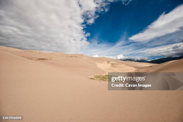 a small patch of grass finds a home in the great sand dunes national park - national wildlife reserve 個照片及圖片檔