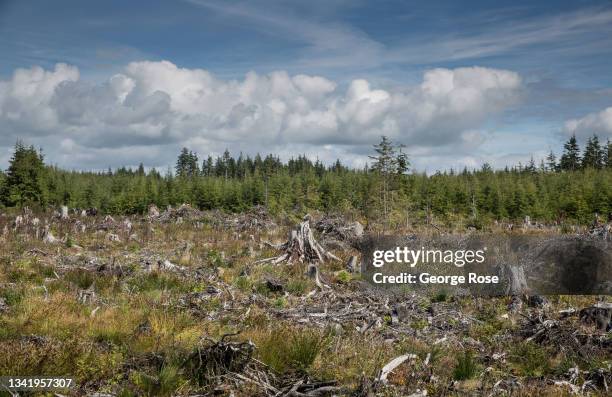 The remnants of a recent tree Queets Rain Forest clear cut harvesting operations in the Olympic National Forest near Highway 101 is viewed on...