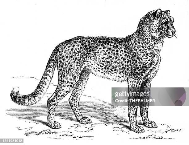 leopardenstich 1899 - gepardenfell stock-grafiken, -clipart, -cartoons und -symbole