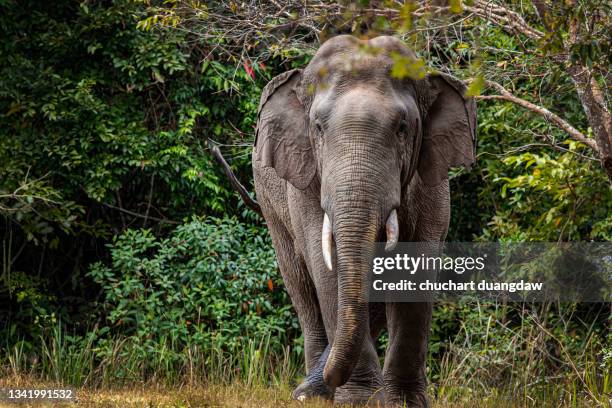 elephant in khao yai national park, thailand - elefante asiático fotografías e imágenes de stock