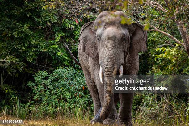 elephant in khao yai national park, thailand - asian elephant stock pictures, royalty-free photos & images