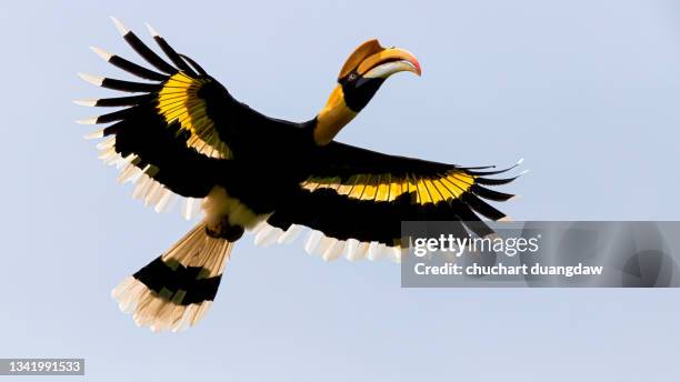 bird, great hornbill ( buceros bicornis ) in the rainforest - yellow perch stock-fotos und bilder