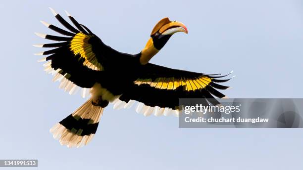 bird, great hornbill ( buceros bicornis ) in the rainforest - hornbill stock pictures, royalty-free photos & images