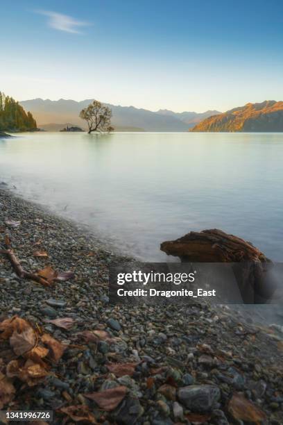 a famosa árvore no lago wanaka, ilha sul da nova zelândia - lago wanaka - fotografias e filmes do acervo