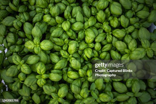 close up of fresh organic basil herb leaves - top view - basilico foto e immagini stock