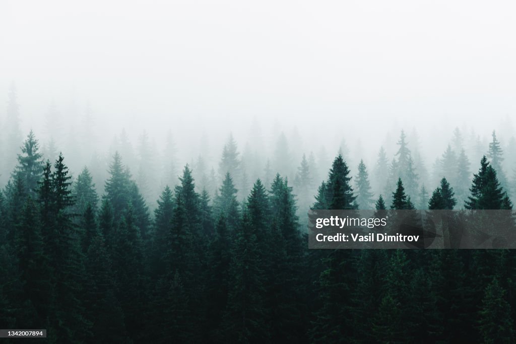 Morgennebel über einem wunderschönen See, umgeben von Pinienwald Stockfoto