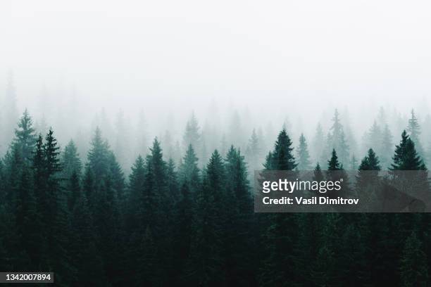 morning fog over a beautiful lake surrounded by pine forest stock photo - forest stockfoto's en -beelden