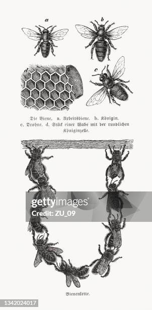 the honey bee, wood engravings, published in 1889 - worker bee stock illustrations