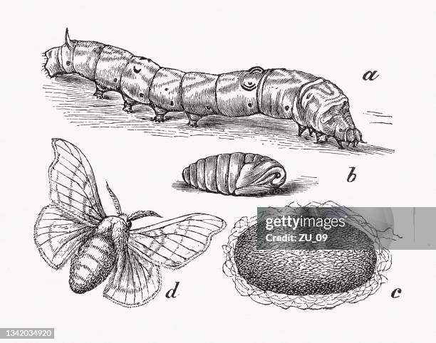 illustrazioni stock, clip art, cartoni animati e icone di tendenza di falena di seta domestica (bombyx mori), incisione su legno, pubblicata nel 1889 - bozzolo