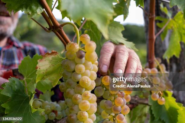 vendanges et ramassage des mains de près - à maturité photos et images de collection