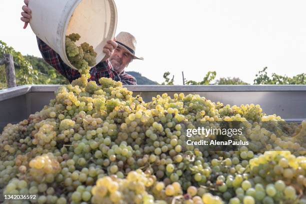 grapes harvesting and picking up - grape harvest stock pictures, royalty-free photos & images