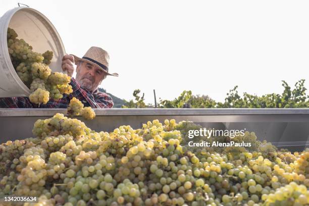 colheita e colheita de uvas - viticulture - fotografias e filmes do acervo