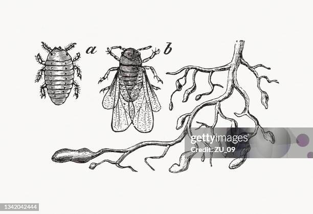 traubenreblaus (daktulosphaira vitifoliae), holzstich, veröffentlicht 1889 - louse stock-grafiken, -clipart, -cartoons und -symbole