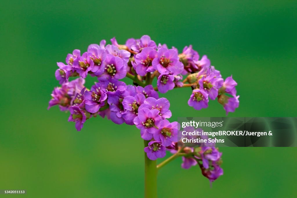 Bergenia, Heartleaf Bergenia (Bergenia cordifolia), flower, flowering, Ellerstadt, Germany